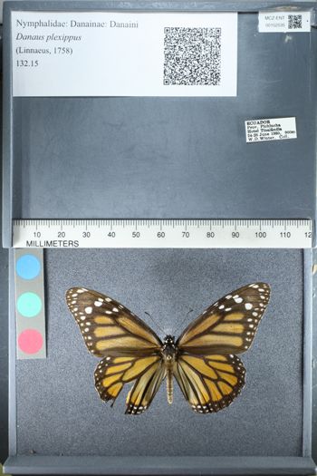 Media type: image;   Entomology 152535